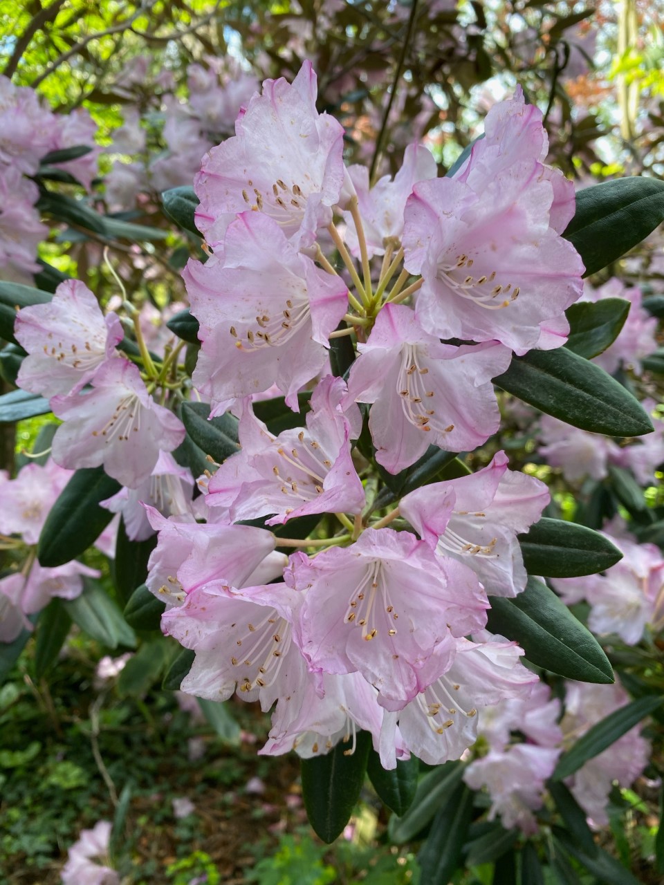 R. pseR. degronianum var. heptamerum (syn R. metternichii)udochrysanthum